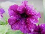 Photo - Flowers - Petunia