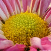 Photo - Flowers - Up Close