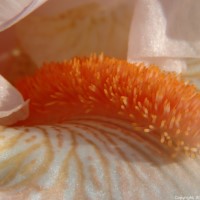 Photo - Flowers - Orange Bearded Iris