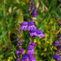 Photo - Flowers - Purple Bells