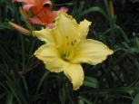 Photo - Flowers - Yellow Lily