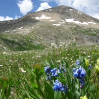 Photo - Places - Beautiful Bluebells