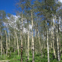 Photo - Places - Leaning Aspin