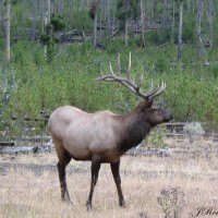Photo - Places - Elk Yellowstone