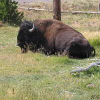 Photo - Places - Buffalo Yellowstone