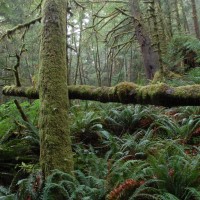 Photo - Places - Ecola Fotest 2