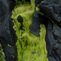 Photo - Places - Algea