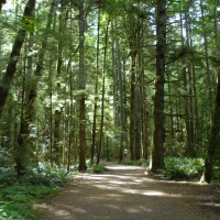 Photo - Places - Forest Walk